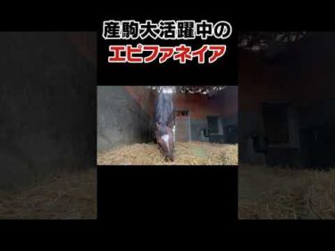 エピファネイアに会いに行ってみた #shorts #競馬 #horse