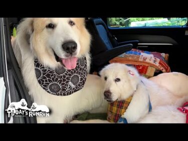 ベルの健康診断に一緒に連れ出してもらったルンルンとアランです　Great Pyrenees　グレートピレニーズ