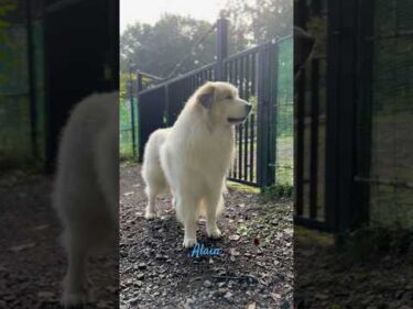 Alain アラン #greatpyrenees #todaysrunrun #グレートピレニーズ #今日のルンルン