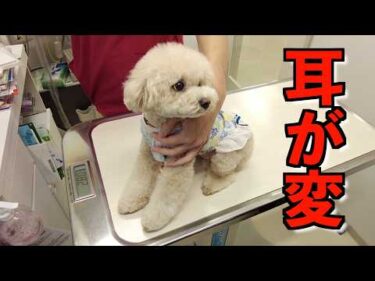 新居に引っ越して数日。妹犬の耳がおかしいので急遽病院へ行ってきました【トイプードル】