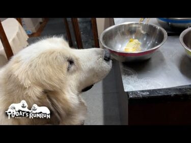 格下の誕生日だったのでケーキを食べたルンルンとアランとベルです　Great Pyrenees　グレートピレニーズ