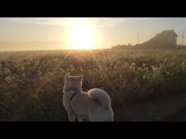 【秋田犬ゆうき】秋の早朝ならではの幻想的な風景を見せてあげたい飼い主と全く興味が無い秋田犬【akita dog】