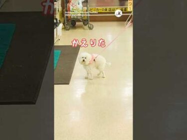 何かを訴えているワンコ｜PECO #トイプードル #犬 #愛犬家 #toypoodle #dog #doglover