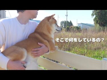 突如現れた不審者に犬語で対話を試みる柴犬はこちら。