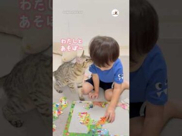 可愛いおじゃまっ子が現れた！｜PECO #猫 #愛猫家 #猫のいる暮らし #cat #catlover #catlife