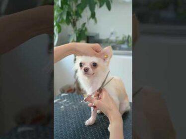 Grooming Chihuahua ASMR / おめめぱっちりチワワをトリミングしたら #dogshorts #doggrooming #asmr