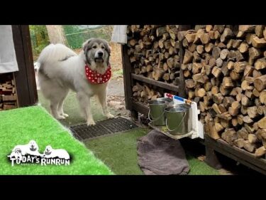 散歩は行くけど番犬もしなきゃ…とっても忙しいベルです　Great Pyrenees　グレートピレニーズ