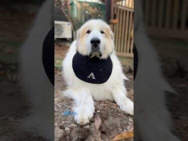 Alain アラン #greatpyrenees #todaysrunrun #グレートピレニーズ #今日のルンルン