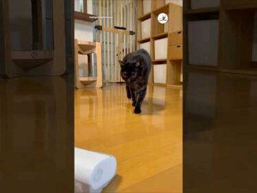 掃除機に立ち向かう勇敢な猫さん｜PECO #保護猫 #愛猫家 #保護猫のいる暮らし #rescuedcat #catlover #rescuedcatlife