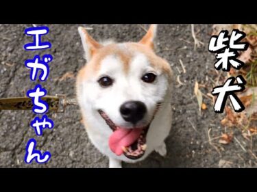 家族全員を病院送り飼育放棄柴犬エガちゃんと散歩