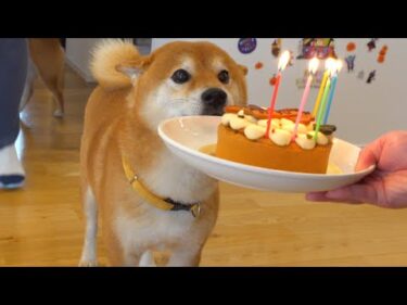 柴犬ハチ7歳の誕生日会ドッキリをしたら過去最大に感動しました。