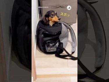 【悲報】会話を聞かれた結果…｜PECO #ダックスフンド #犬 #愛犬家 #犬のいる暮らし #dachshund #dog #doglover #doglife