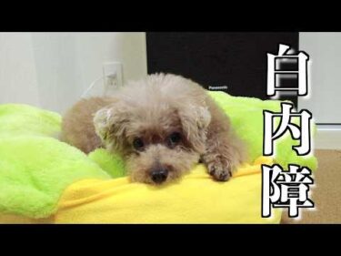 愛犬が白内障と診断されました。