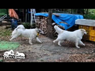 全力ダッシュで親子で番犬を頑張るアランとベルです　Great Pyrenees　グレートピレニーズ