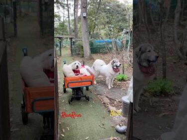 RunRun and Belle ルンルンとベル #greatpyrenees #todaysrunrun #グレートピレニーズ #今日のルンルン