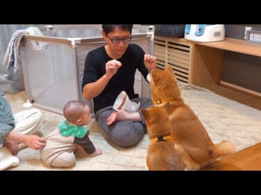 弟の新居に行ったら柴犬に紛れ込む赤ちゃんが可愛すぎた。