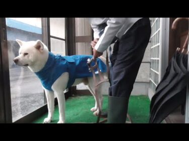 【秋田犬ゆうき】たまには雨のお散歩も良いかもね♪やることが多過ぎてそんなの全く無いです【akita dog】