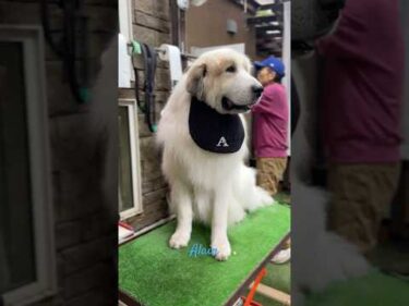 Alain アラン #greatpyrenees #todaysrunrun #グレートピレニーズ #今日のルンルン