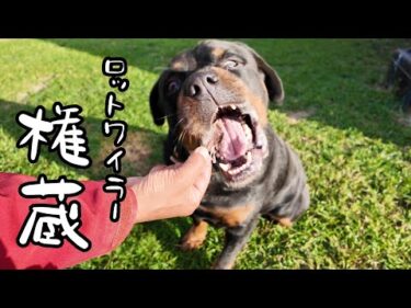 保健所の職員を襲ったロットワイラー権蔵くんYouTuberを目指す👍