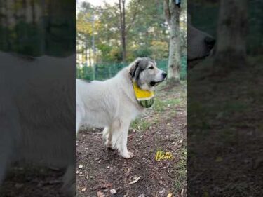 Belle ベル #greatpyrenees #todaysrunrun #グレートピレニーズ #今日のルンルン