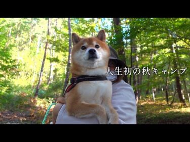 【人生初】柴犬と行く秋キャンプが感動と癒しの連続でした。