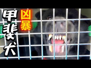 【危険】家族親戚を噛んでしまった甲斐犬を引取ました