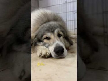 Belle ベル #greatpyrenees #todaysrunrun #グレートピレニーズ #今日のルンルン