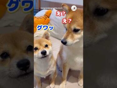 弟が聞いたことのない音を出しました｜PECO #柴犬 #赤柴 #茶柴 #柴犬のいる暮らし #柴犬大好き #shiba #shibainu #shibainulife #shibainulove