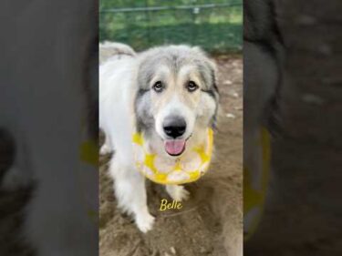 Belle ベル #greatpyrenees #todaysrunrun #グレートピレニーズ #今日のルンルン