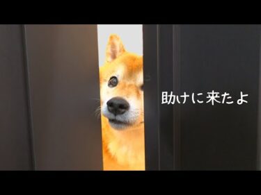 心配して覗きに来る柴犬が可愛い！初めての泥パックに感動。