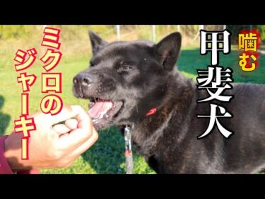 【噛む甲斐犬】ジャーキーを怪我せずにどこまで小さくあげれるか検証してみた