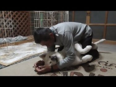 【秋田犬ゆうき】寒くなったけど暖房を入れるにはまだ早いと犬暖を求めて飼い主が絡んでくる【akita dog】