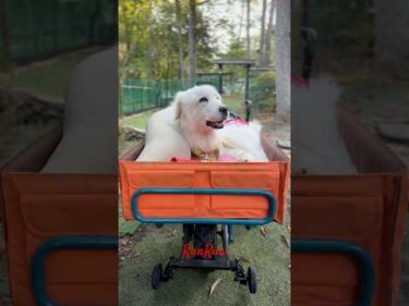 RunRun ルンルン #greatpyrenees #todaysrunrun #グレートピレニーズ #今日のルンルン