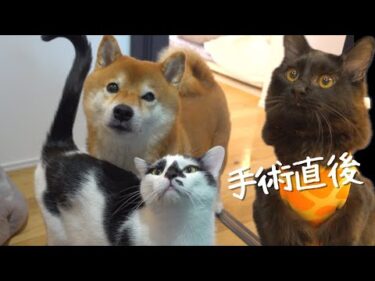 手術後の子猫に柴犬と兄猫は優しすぎる一面を見せました。