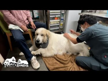 人間だと70歳！日々の疲れをほぐしてもらったアランです　Great Pyrenees　グレートピレニーズ