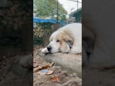 Alain アラン #greatpyrenees #todaysrunrun #グレートピレニーズ #今日のルンルン