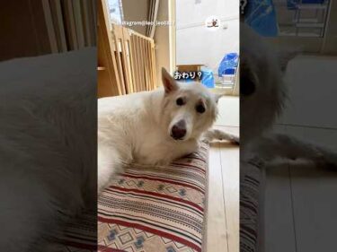 トントンより手をつなぎたい｜PECO #ホワイトシェパード #大型犬 #愛犬家 #大型犬のいる生活 #whiteshepherd #dog #doglover #doglife