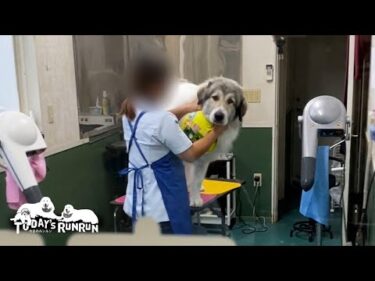 トリマーさんもビックリの汚れっぷり！シャンプーへ行ったベルです　Great Pyrenees　グレートピレニーズ