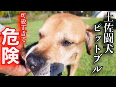 【土佐闘犬＋ピットブル】恐ろしい犬種だが超可愛いオヤツタイム