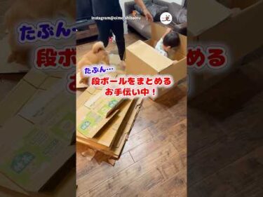 段ボールがまとまらない！｜PECO #柴犬 #赤柴 #茶柴 #柴犬のいる暮らし #柴犬大好き #shiba #shibainu #shibainulife #shibainulove