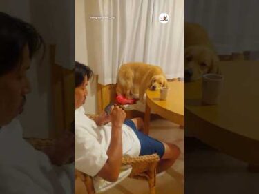 大好きなパパに見てほしい子｜PECO #ゴールデンレトリバー #大型犬 #愛犬家 #大型犬と暮らす #goldenretriever #dog #doglover #doglife