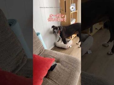 顔を見れば誰がボスだか分かる｜PECO #犬と猫 #ピットブルミックス #子猫 #犬と猫のいる暮らし #dogandcat #pitbullmix #kitten