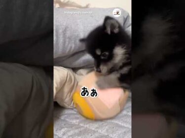 電動のおもちゃに興味津々！｜PECO #柴犬 #子柴 #子犬 #黒柴 #柴犬大好き #子犬のいる暮らし #shiba #puppy #shibainulove #puppylife