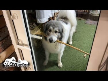 得意そうな顔をして熊手を室内に持ち込んだベルです　Great Pyrenees　グレートピレニーズ