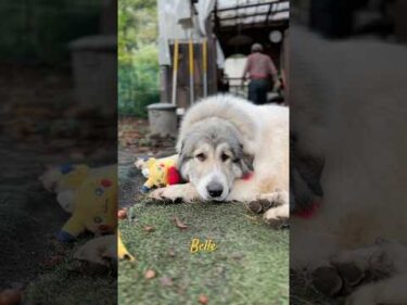 Belle ベル #greatpyrenees #todaysrunrun #グレートピレニーズ #今日のルンルン