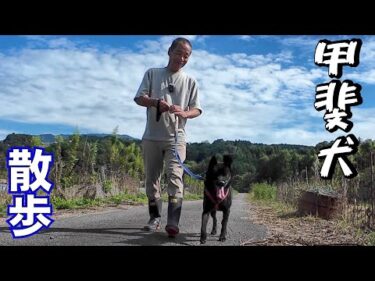 【犬の散歩】家族親戚を噛んでしまった甲斐犬トレーニング開始