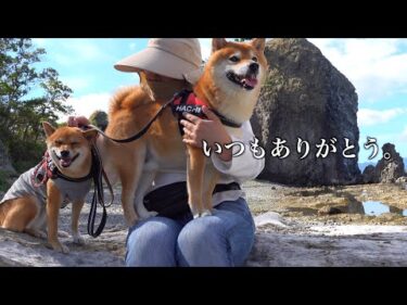 柴犬に全力で恩返しをしたら可愛いすぎる現象が起きました。