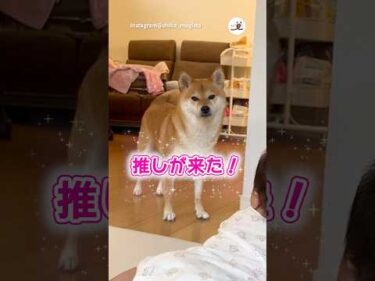 推しの柴犬🌟こっち見てー！｜PECO #柴犬 #赤柴 #茶柴 #柴犬のいる暮らし #柴犬大好き #shiba #shibainu #shibainulife #shibainulove