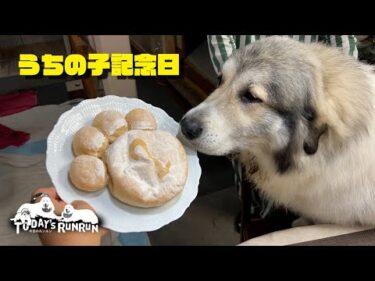 【うちの子記念日】ベルが家族になって2年が経ちました　Great Pyrenees　グレートピレニーズ