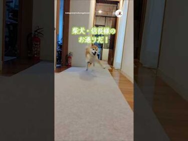 振り向きざまのキメ顔がカッコいい柴犬さん｜PECO #柴犬 #赤柴 #茶柴 #柴犬のいる暮らし #柴犬大好き #shiba #shibainu #shibainulife #shibainulove